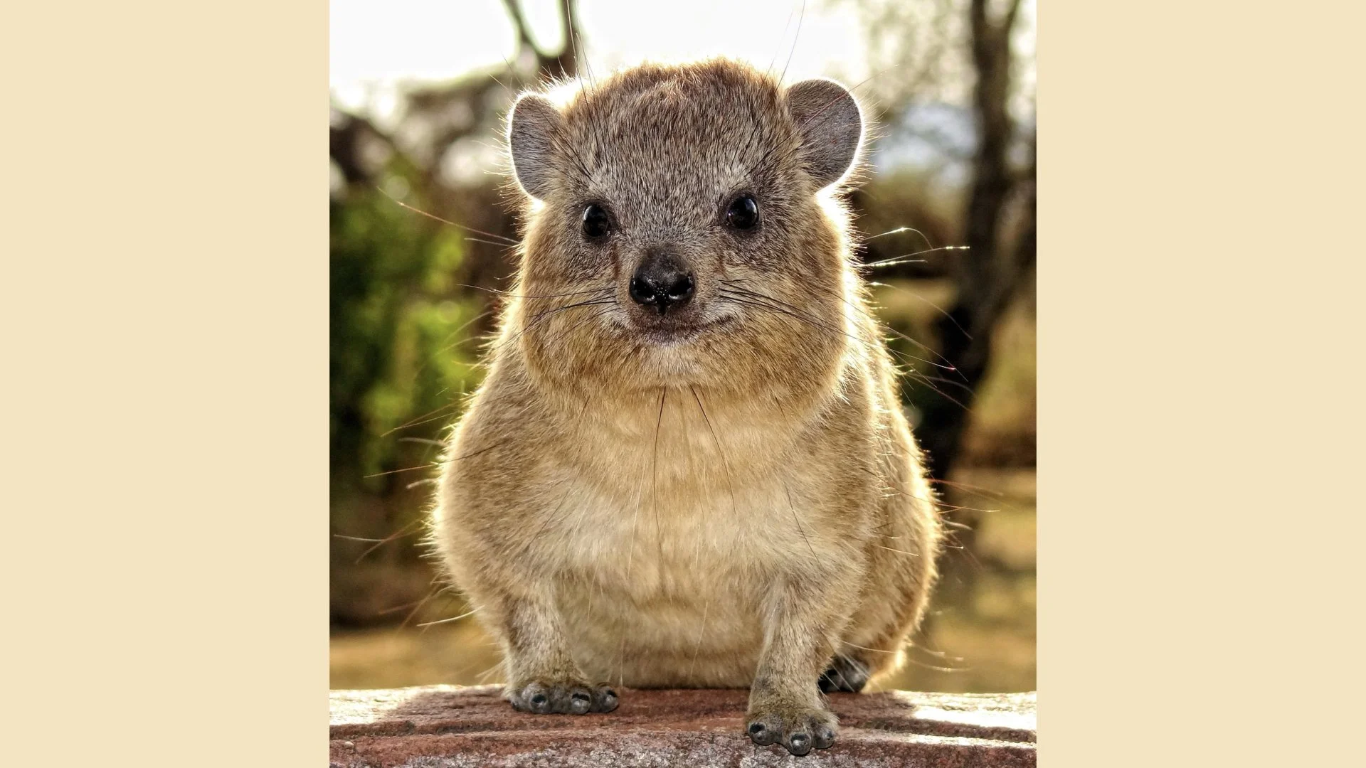 klippegrevlingens hemmelighet.003.jpeg