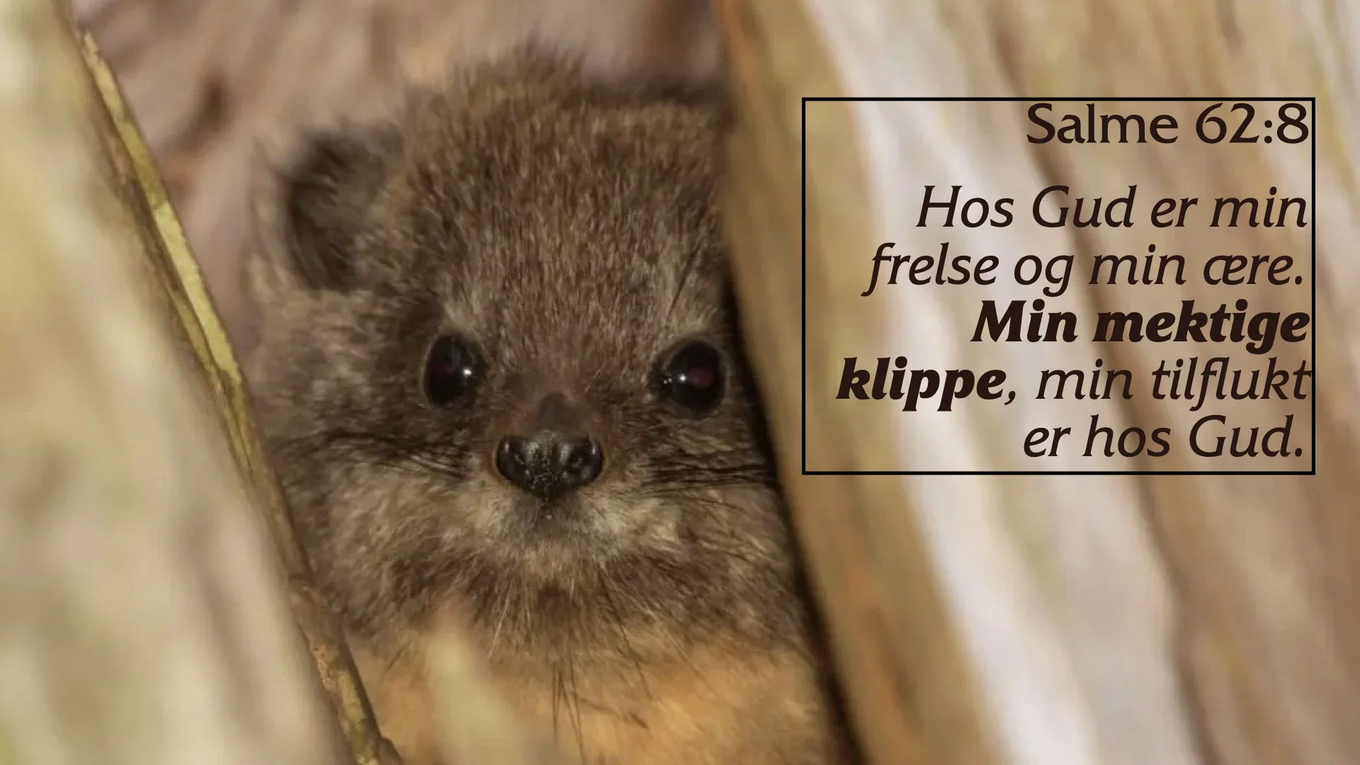 klippegrevlingens hemmelighet.007.jpeg