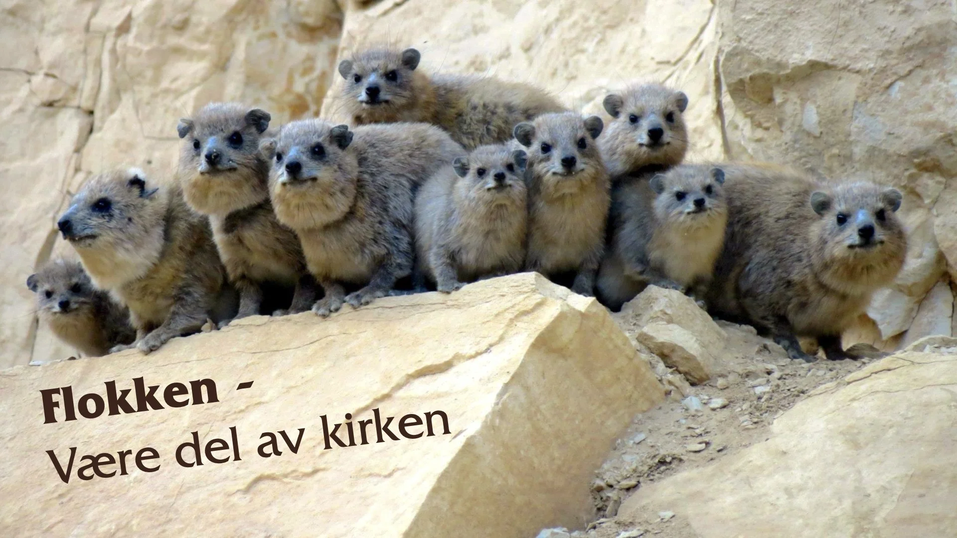 klippegrevlingens hemmelighet.011.jpeg