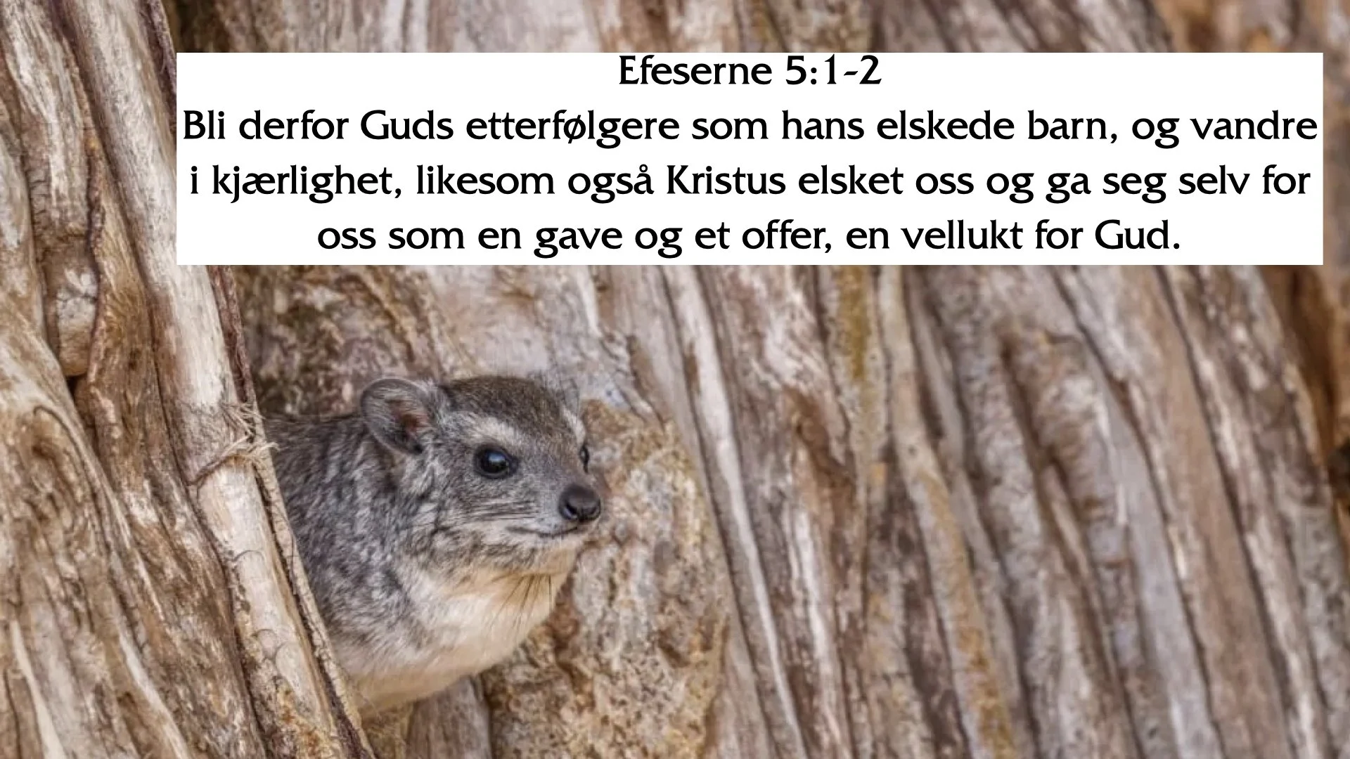 klippegrevlingens hemmelighet.008.jpeg