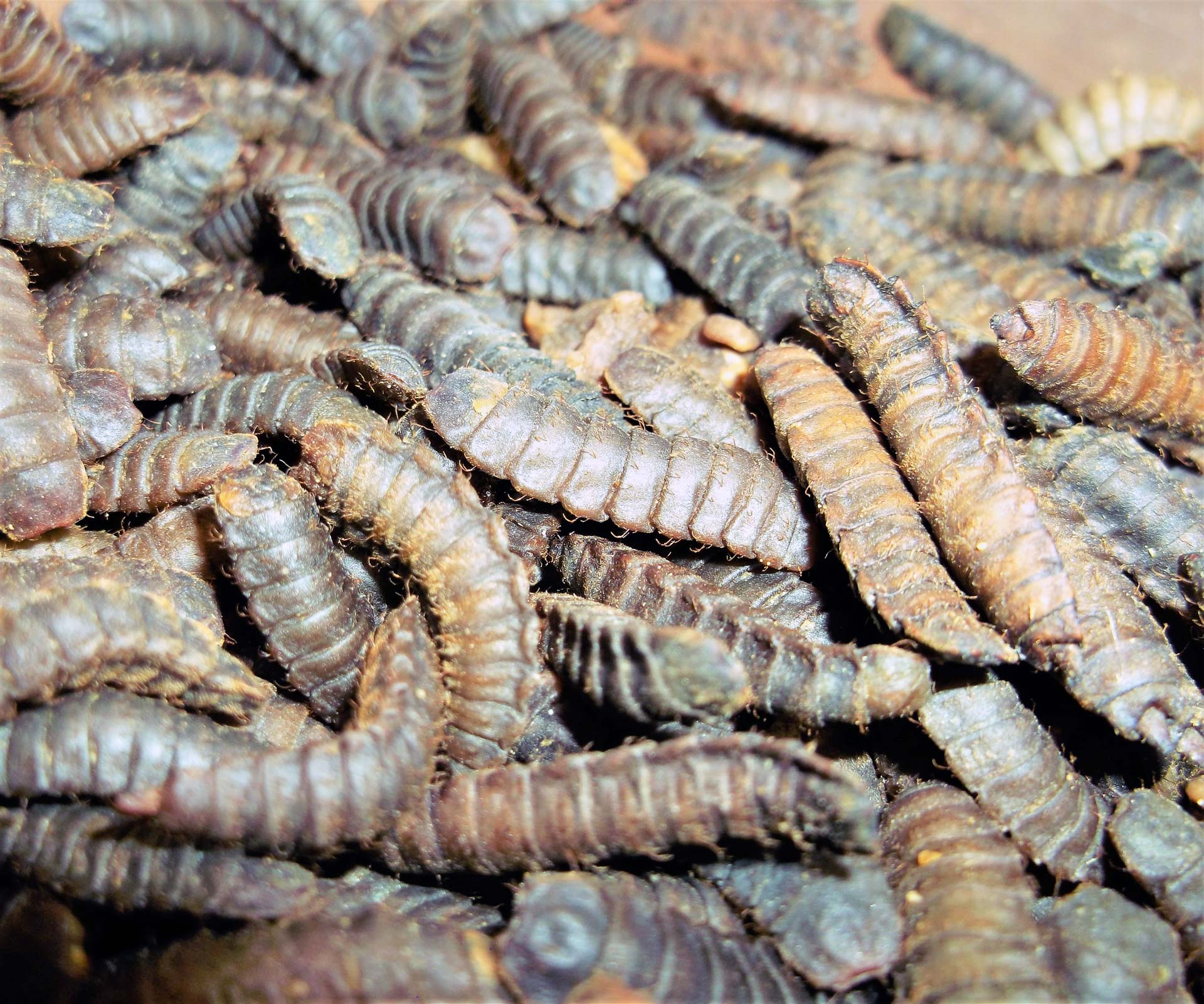 Pre-pupae.jpg