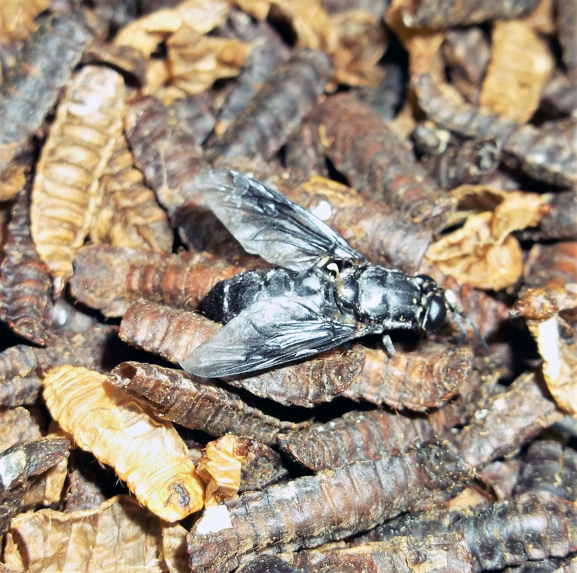 Hatched-adult.jpg