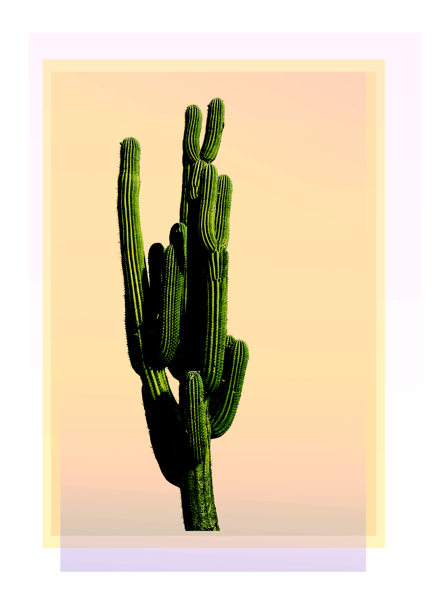 cactus1.png