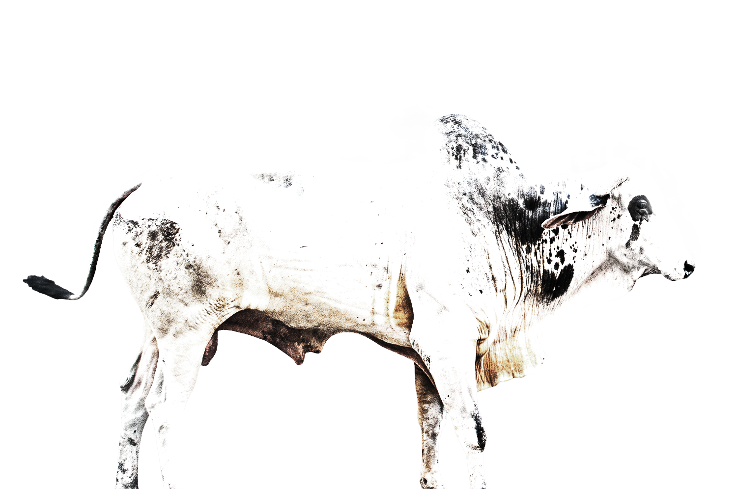 cow white on white.png