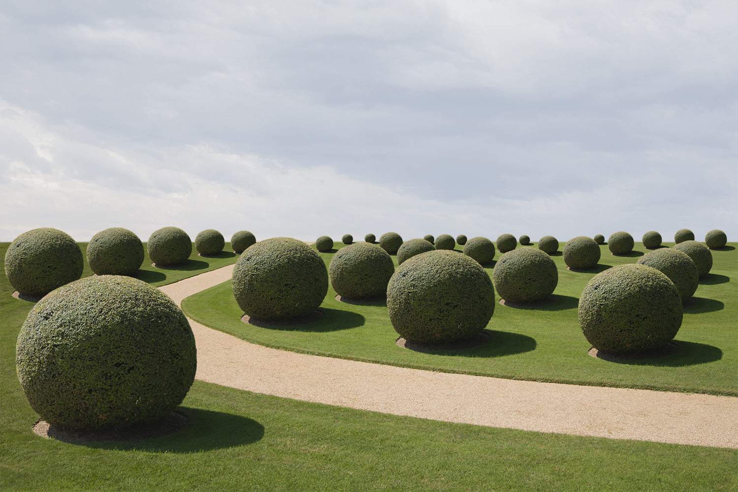 bushes3.jpg