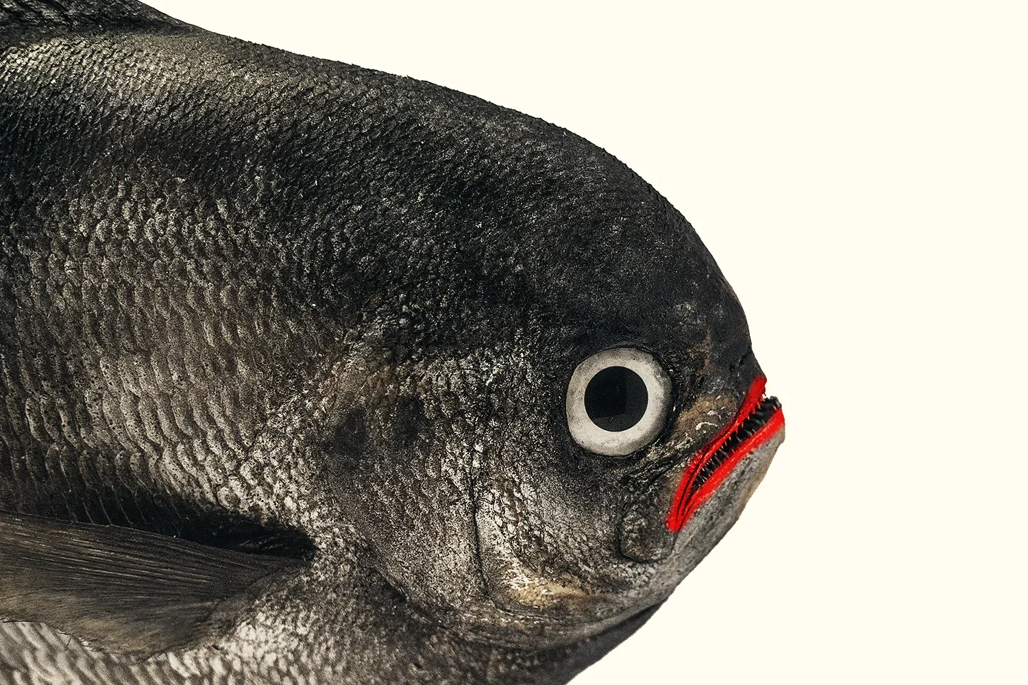 fish+with+lipstick.jpg.webp