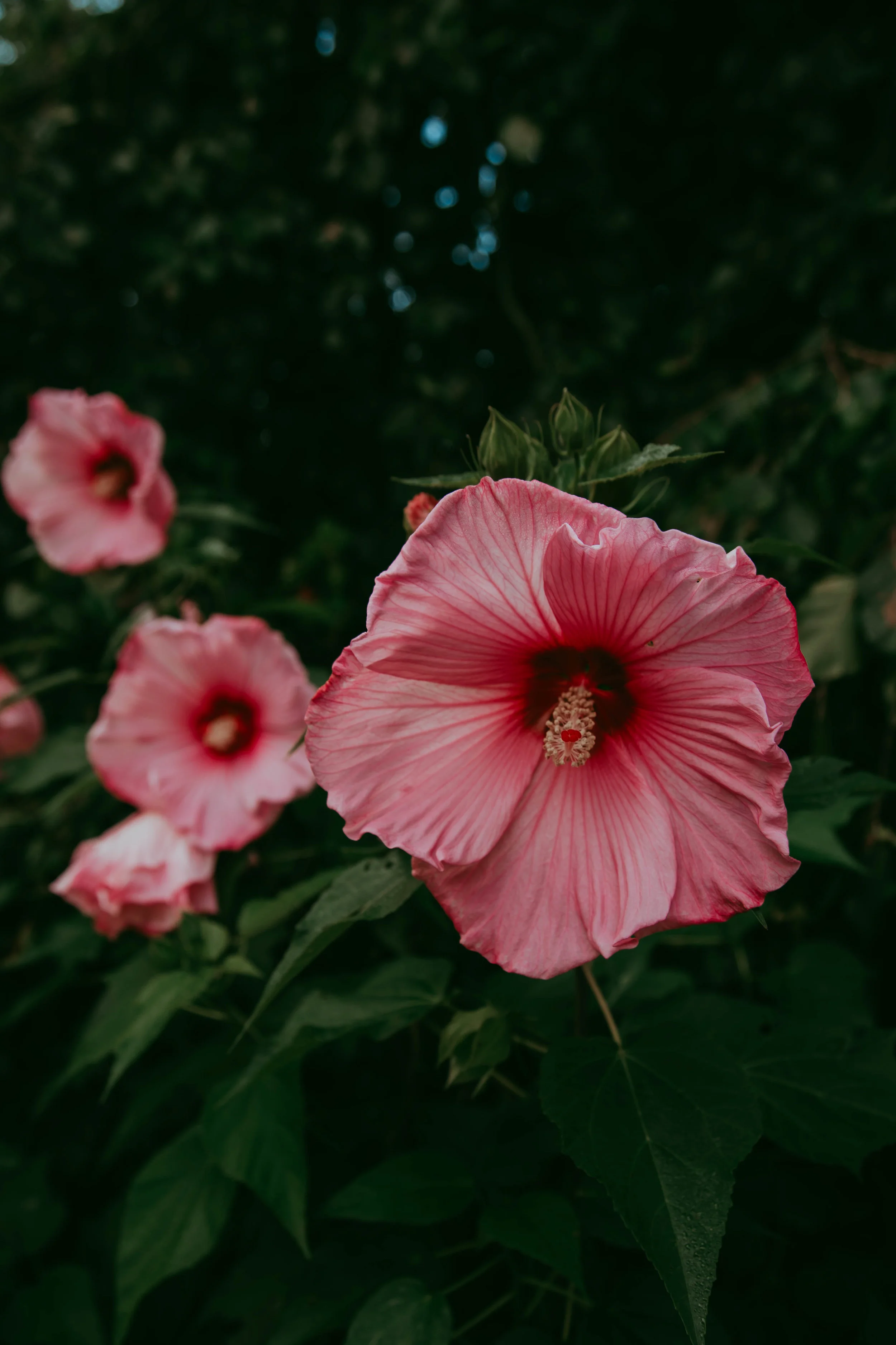untitled (1 of 38).jpg