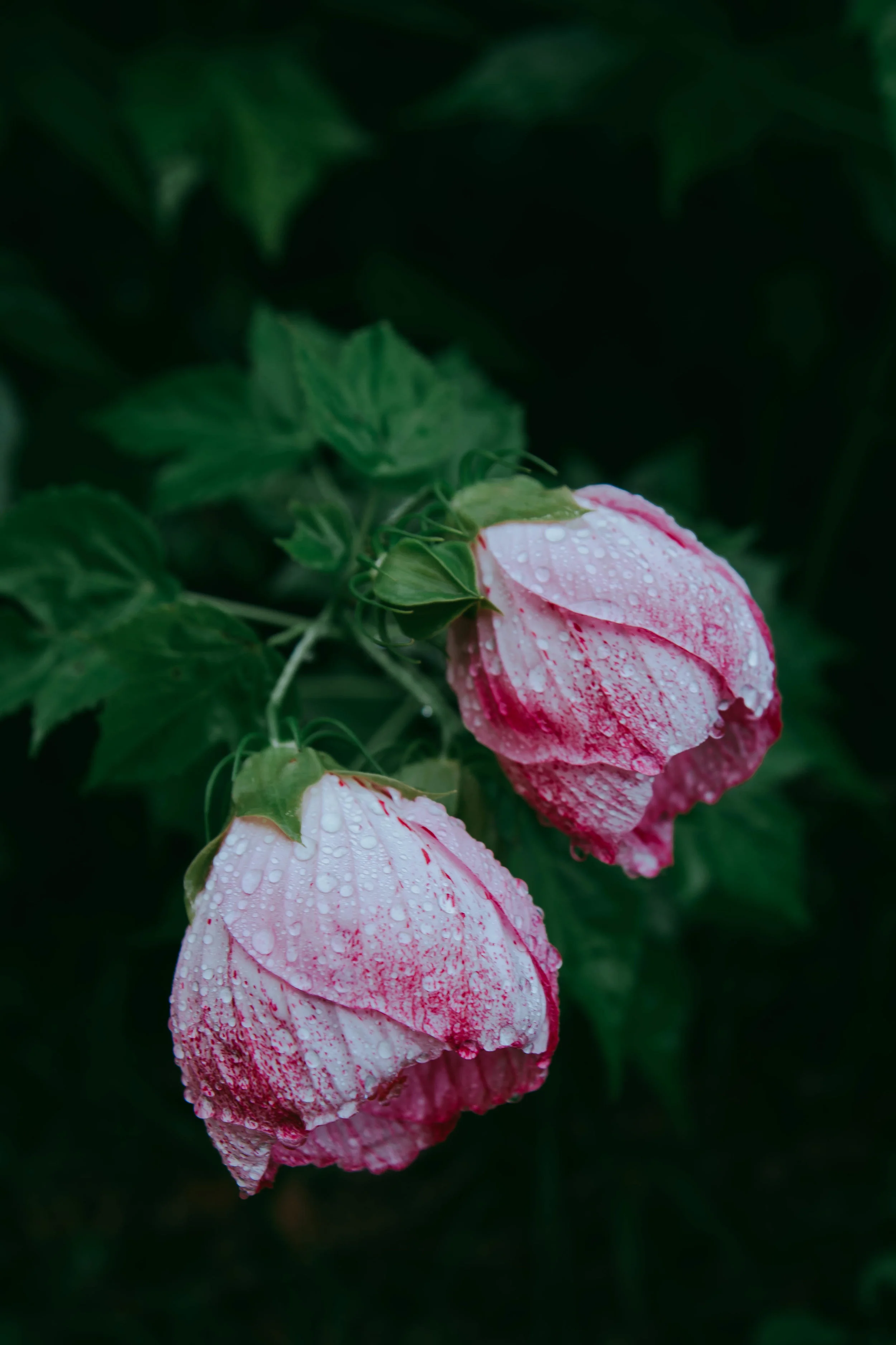 untitled (4 of 38).jpg