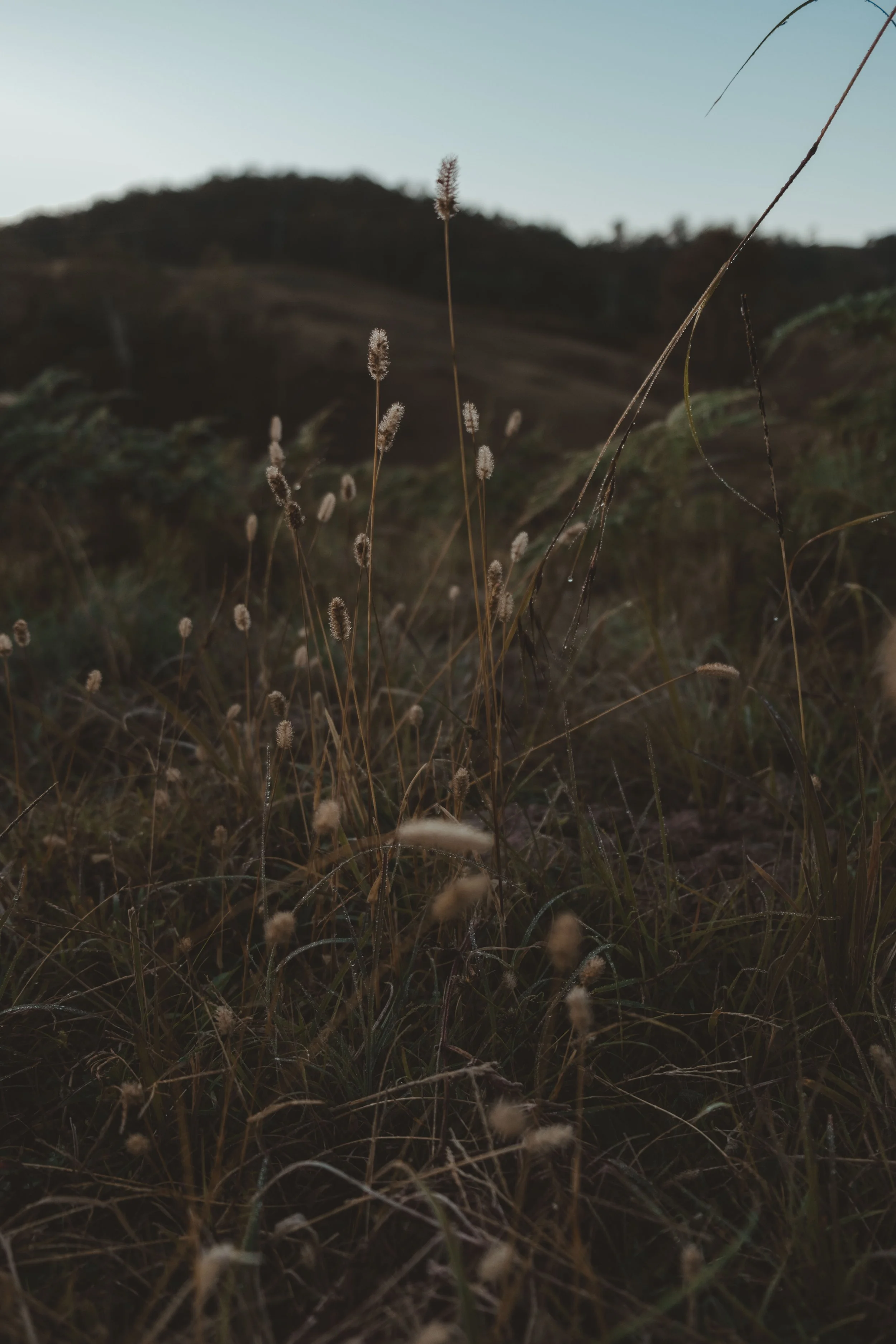 In the Weeds