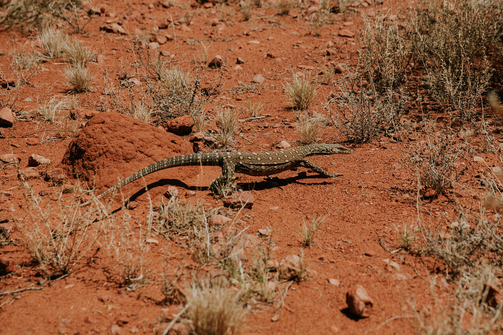 Outback(47von211).jpg