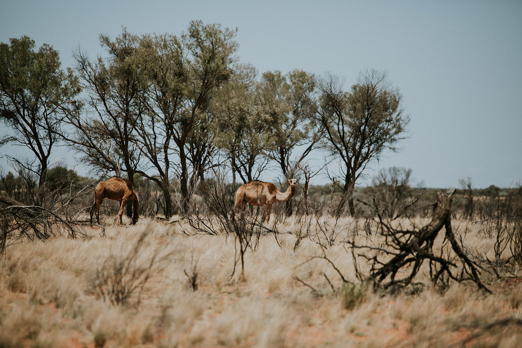 Outback(93von211).jpg