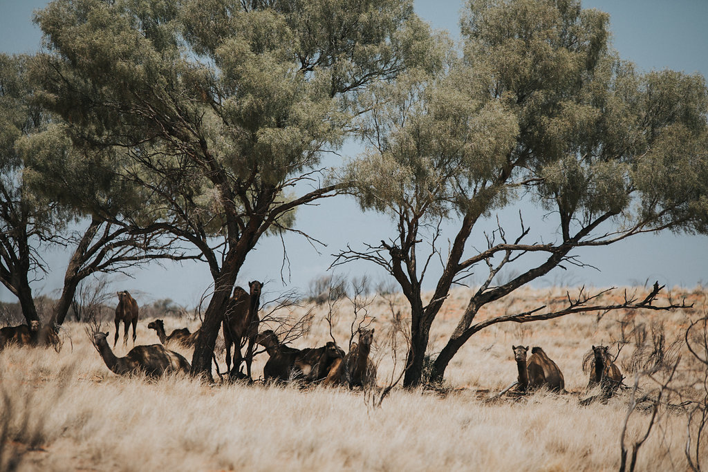 Outback(94von211).jpg