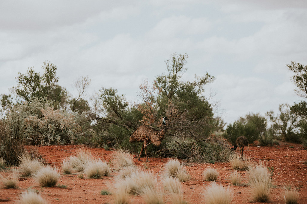 Outback(163von211).jpg