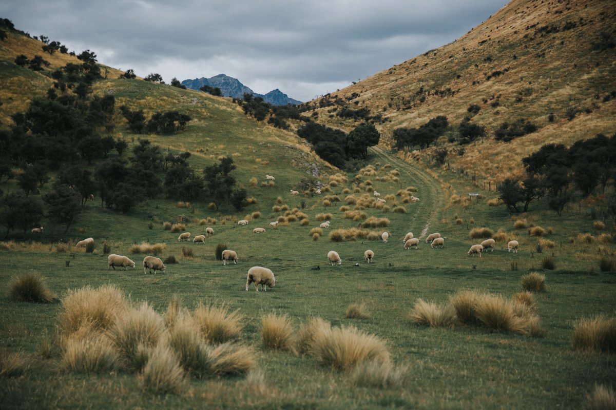 Neuseeland Teil 2 (108 von 241).jpg