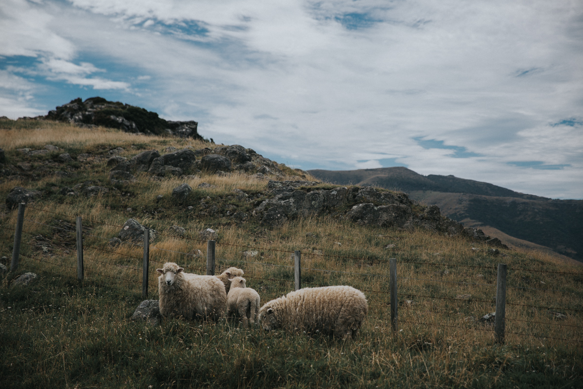 Neuseeland Teil 2a (18 von 93).jpg