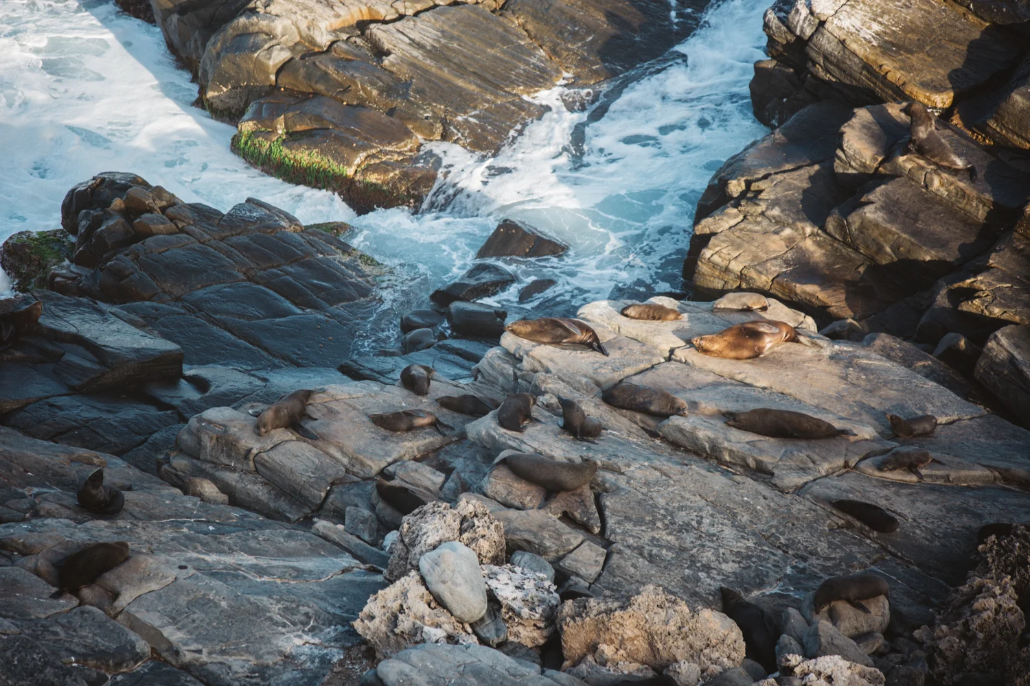 AUS_Kangaroo Island (97 von 186).jpg