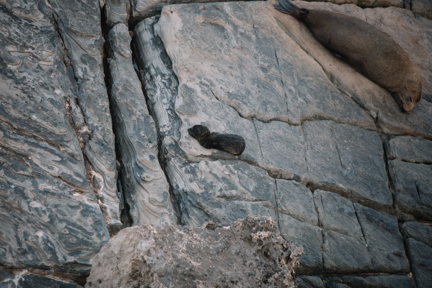 AUS_Kangaroo Island (99 von 186).jpg