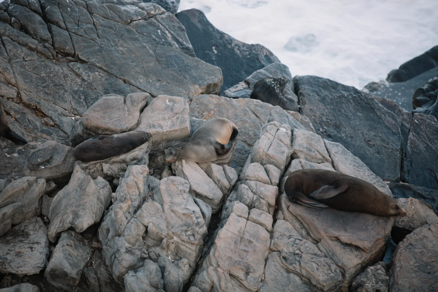 AUS_Kangaroo Island (100 von 186).jpg