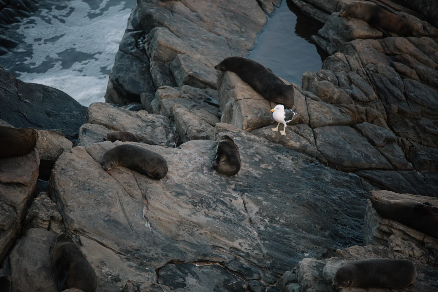 AUS_Kangaroo Island (106 von 186).jpg