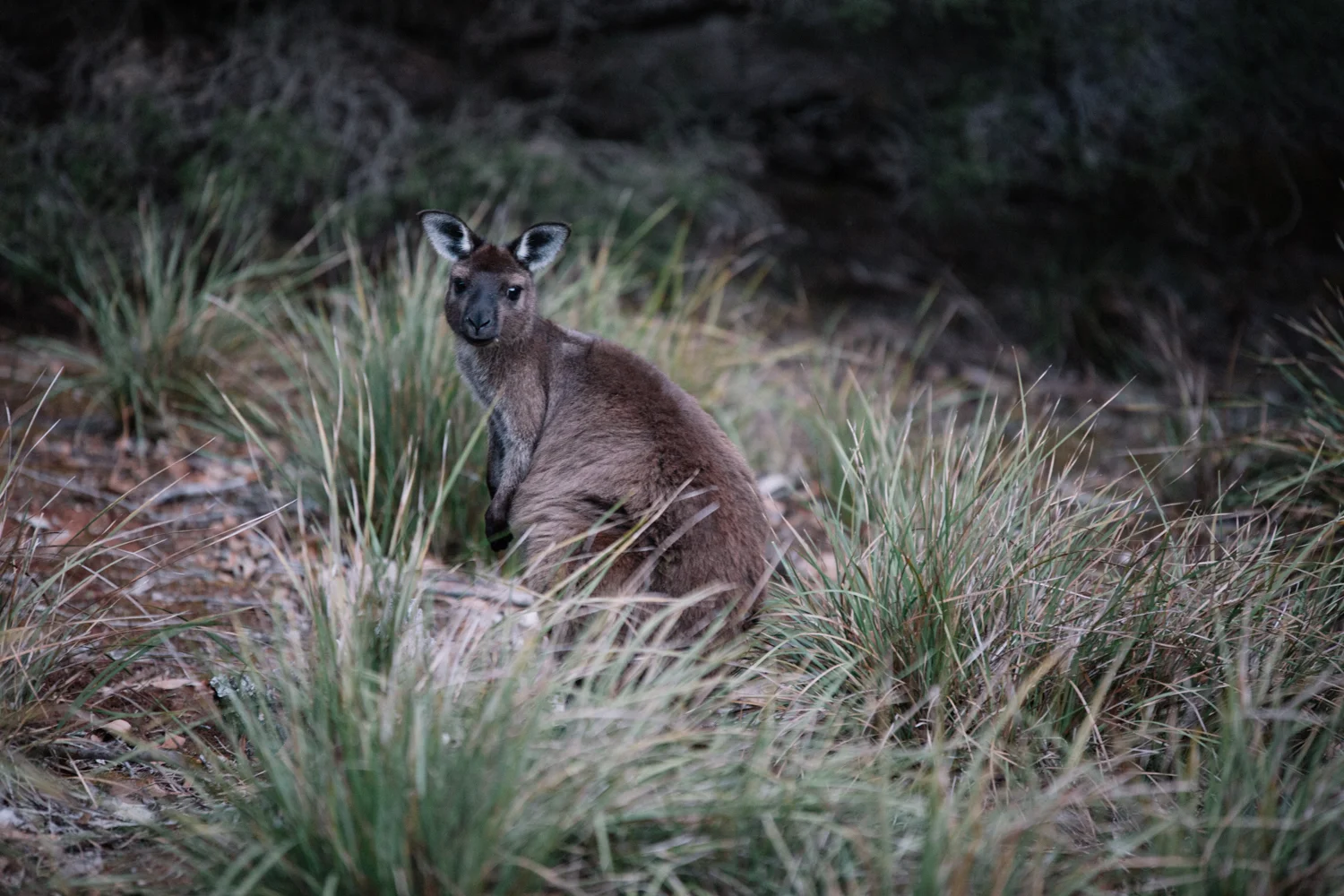 AUS_Kangaroo Island (113 von 186).jpg