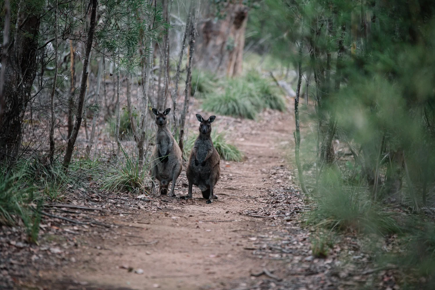 AUS_Kangaroo Island (123 von 186).jpg