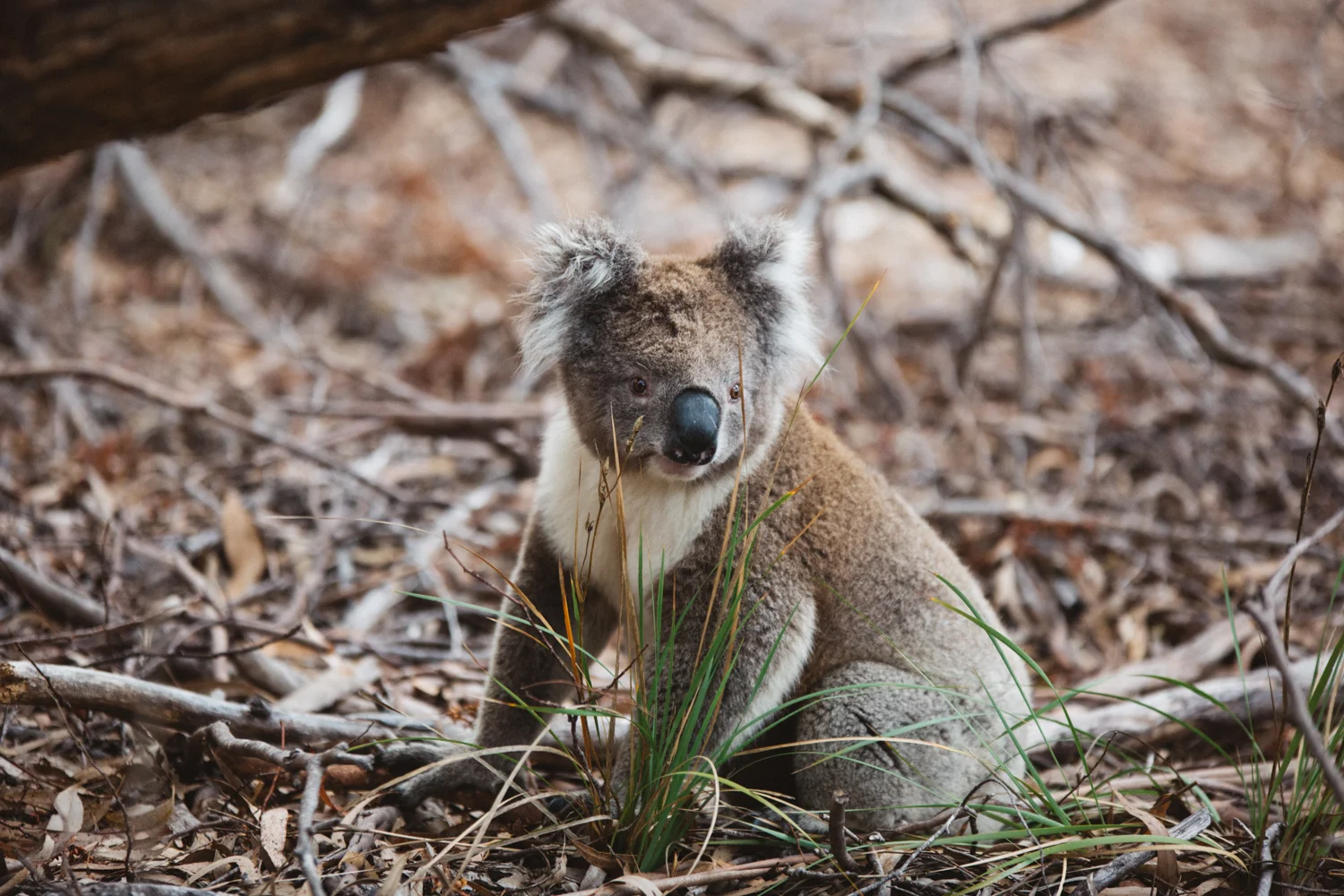 AUS_Kangaroo Island (128 von 186).jpg