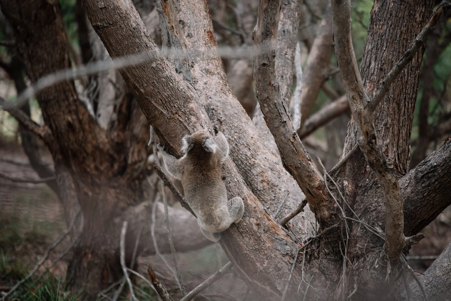 AUS_Kangaroo Island (131 von 186).jpg