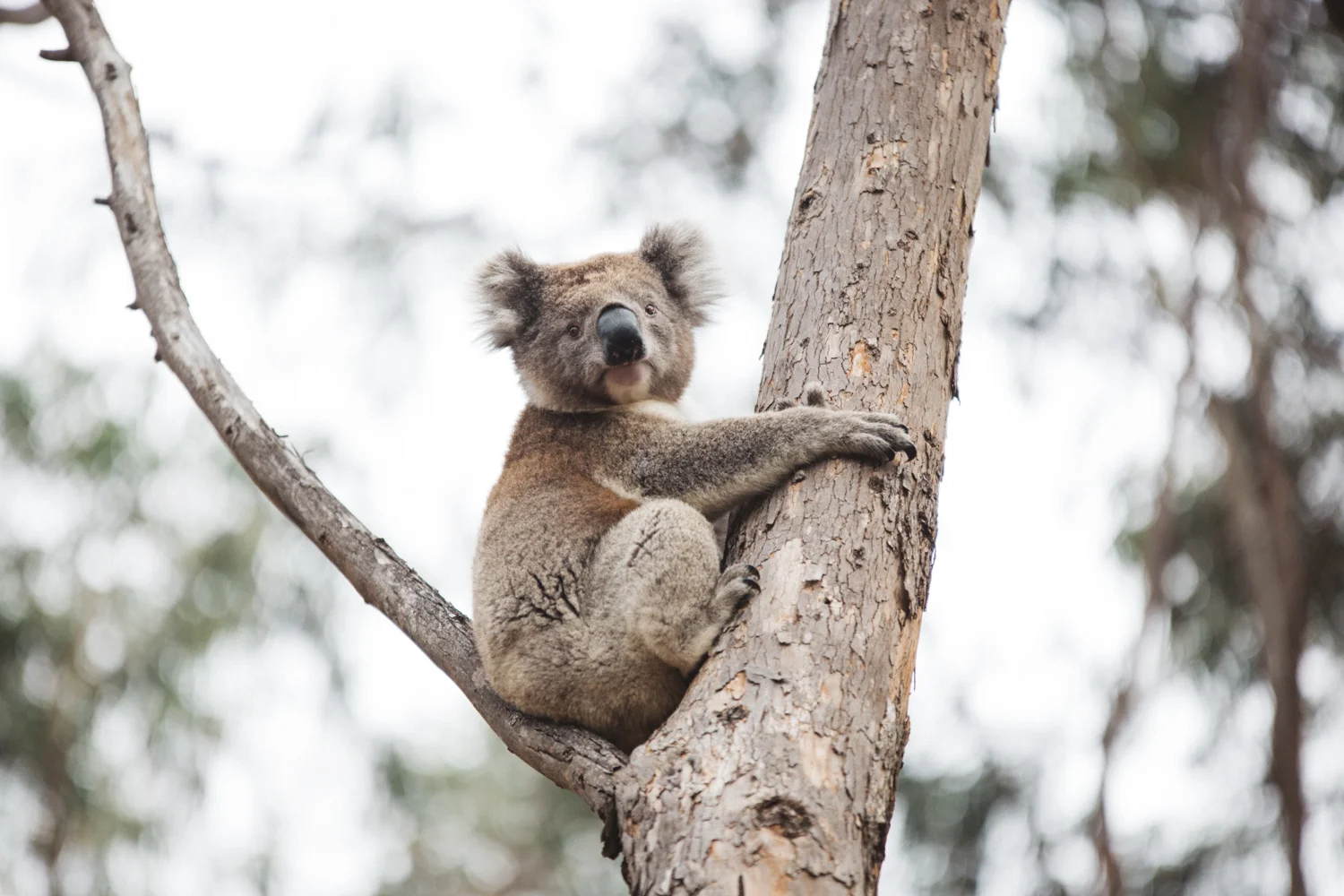 AUS_Kangaroo Island (133 von 186).jpg