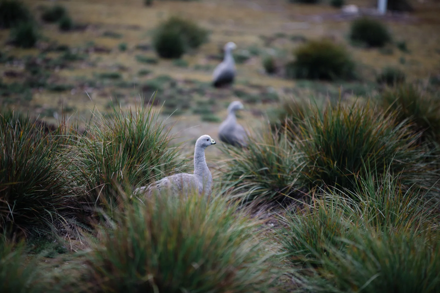 AUS_Kangaroo Island (135 von 186).jpg