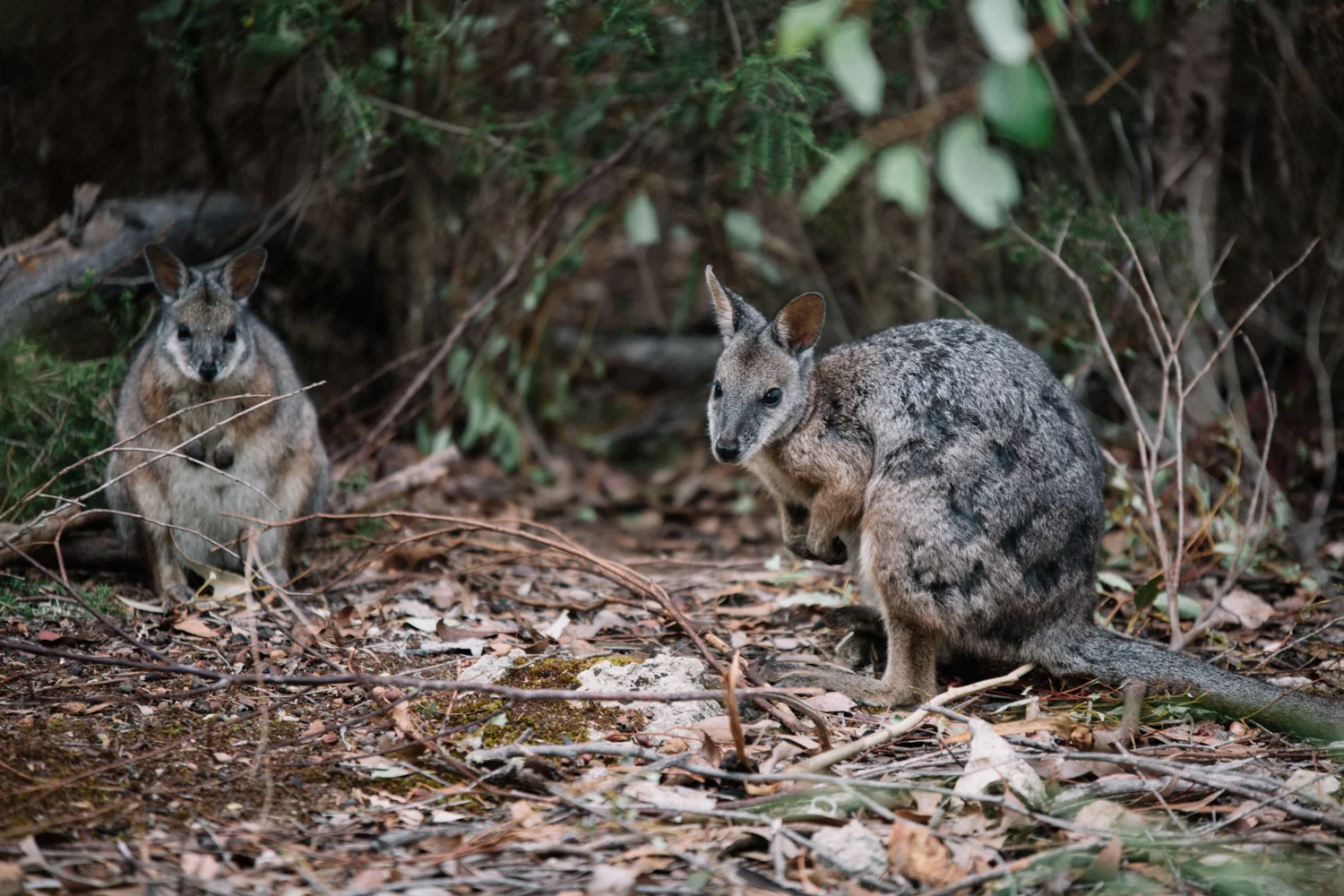 AUS_Kangaroo Island (137 von 186).jpg