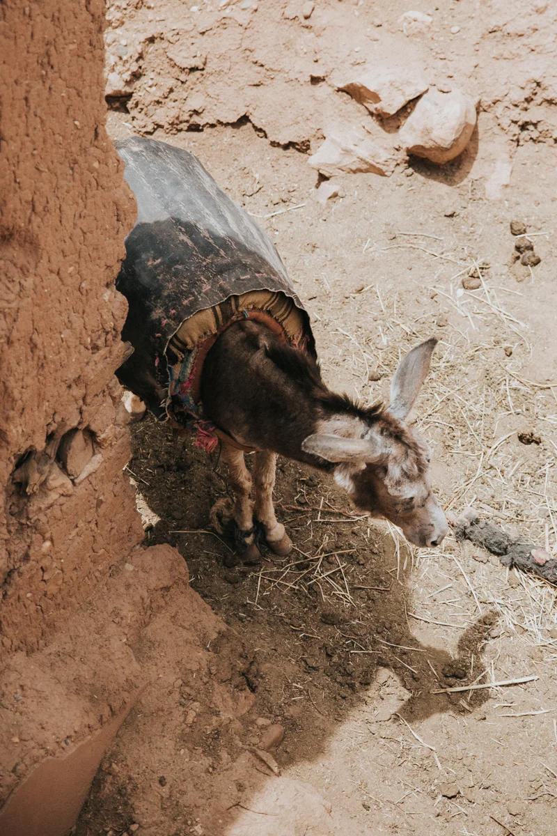 Marocco_Blog (202 von 303).jpg