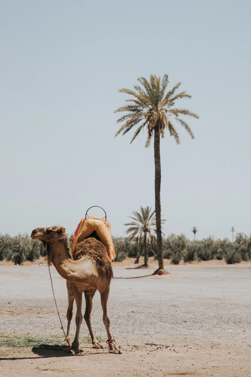Marocco_Blog (281 von 303).jpg