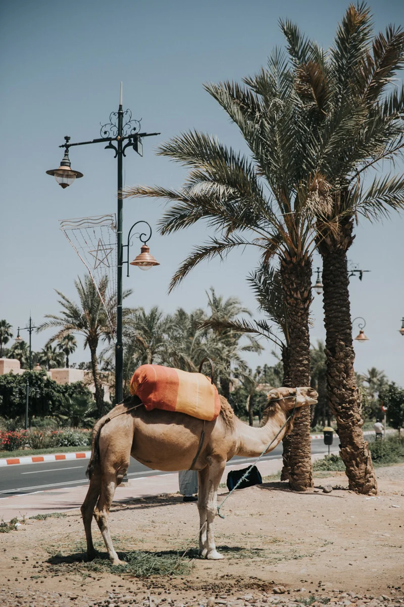 Marocco_Blog (283 von 303).jpg