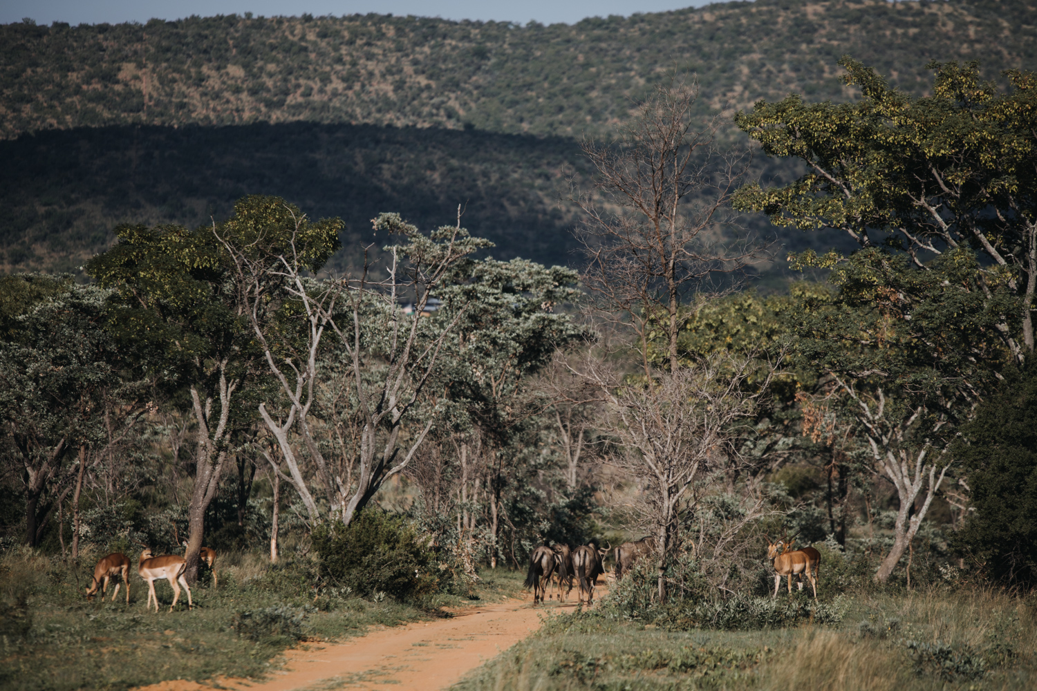 Joburg and Kololo (48 von 203).jpg