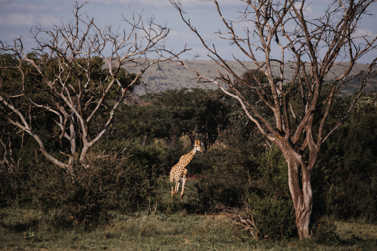 Joburg and Kololo (56 von 203).jpg