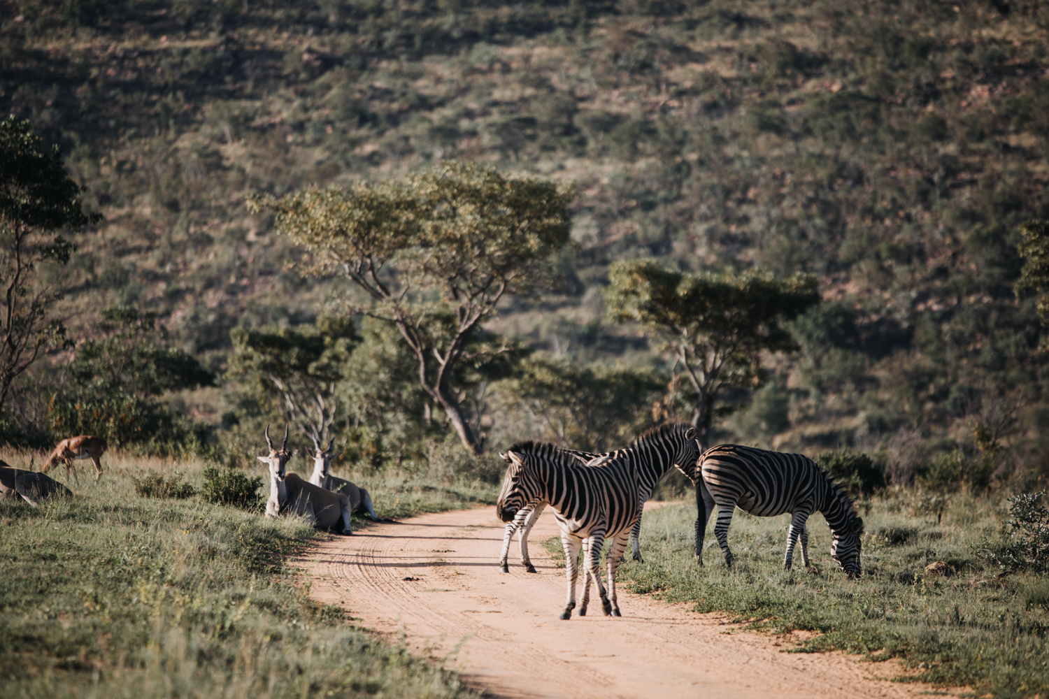 Joburg and Kololo (70 von 203).jpg