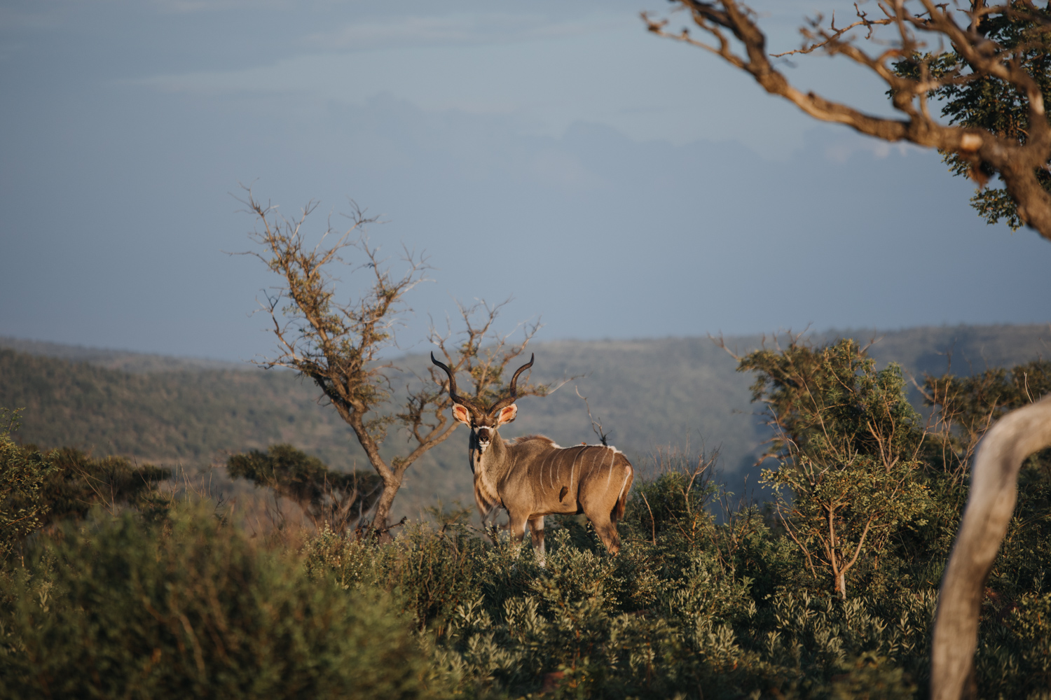 Joburg and Kololo (107 von 203).jpg