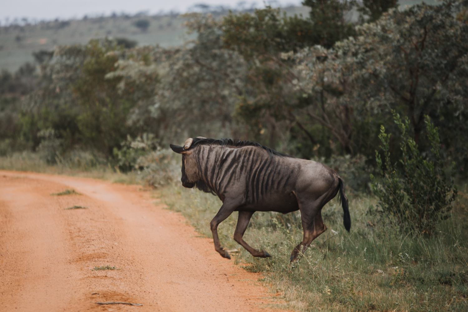 Joburg and Kololo (144 von 203).jpg