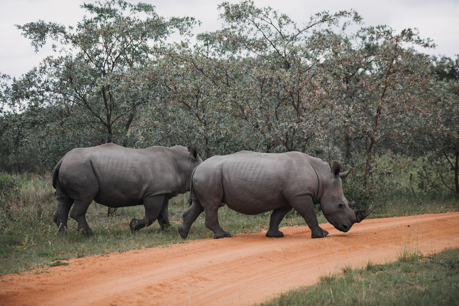 Joburg and Kololo (148 von 203).jpg