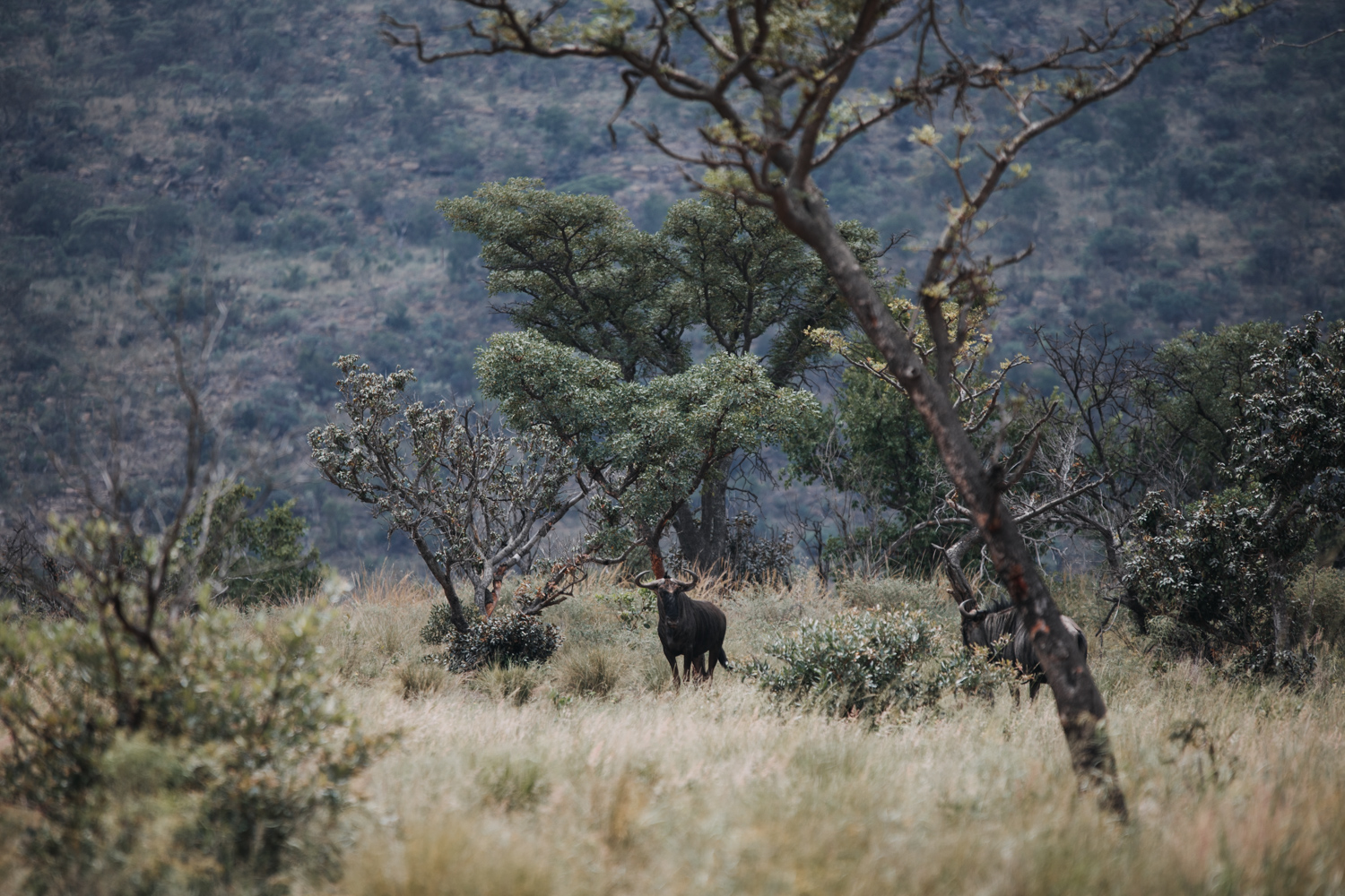 Joburg and Kololo (156 von 203).jpg