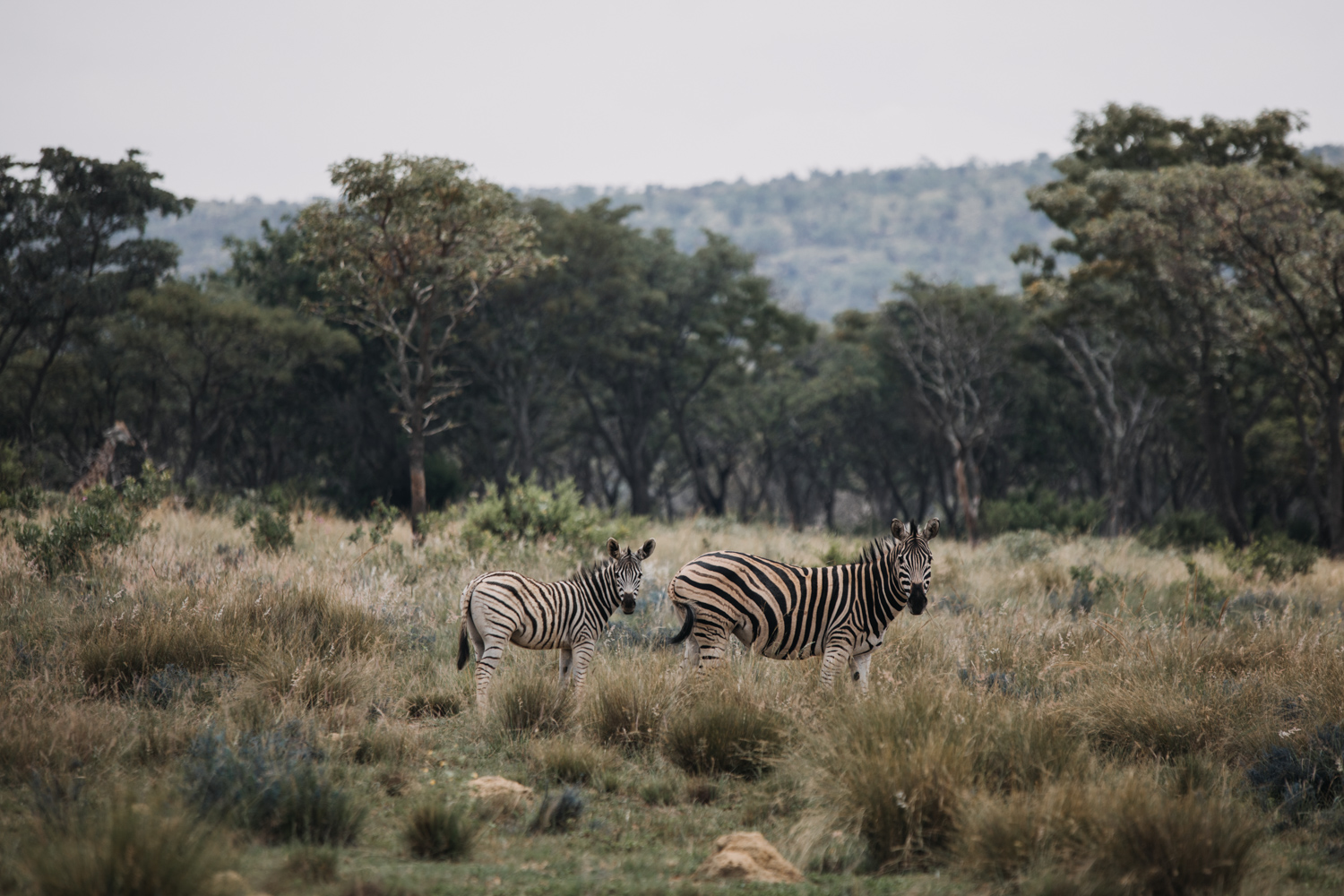 Joburg and Kololo (161 von 203).jpg