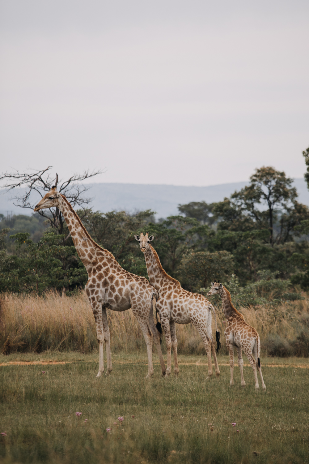 Joburg and Kololo (178 von 203).jpg