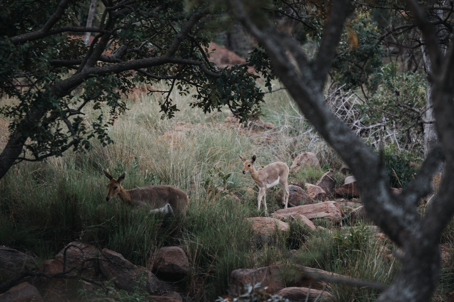 Joburg and Kololo (190 von 203).jpg