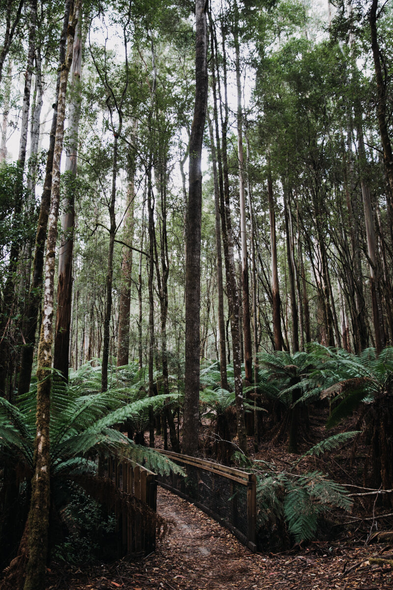 Tasmanien (32 von 180).jpg