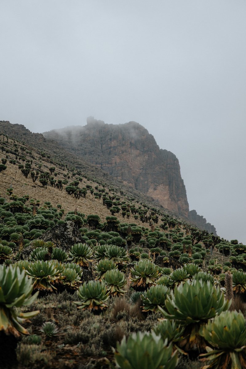 Mount Kenya Trekking_ (60 von 162).jpg
