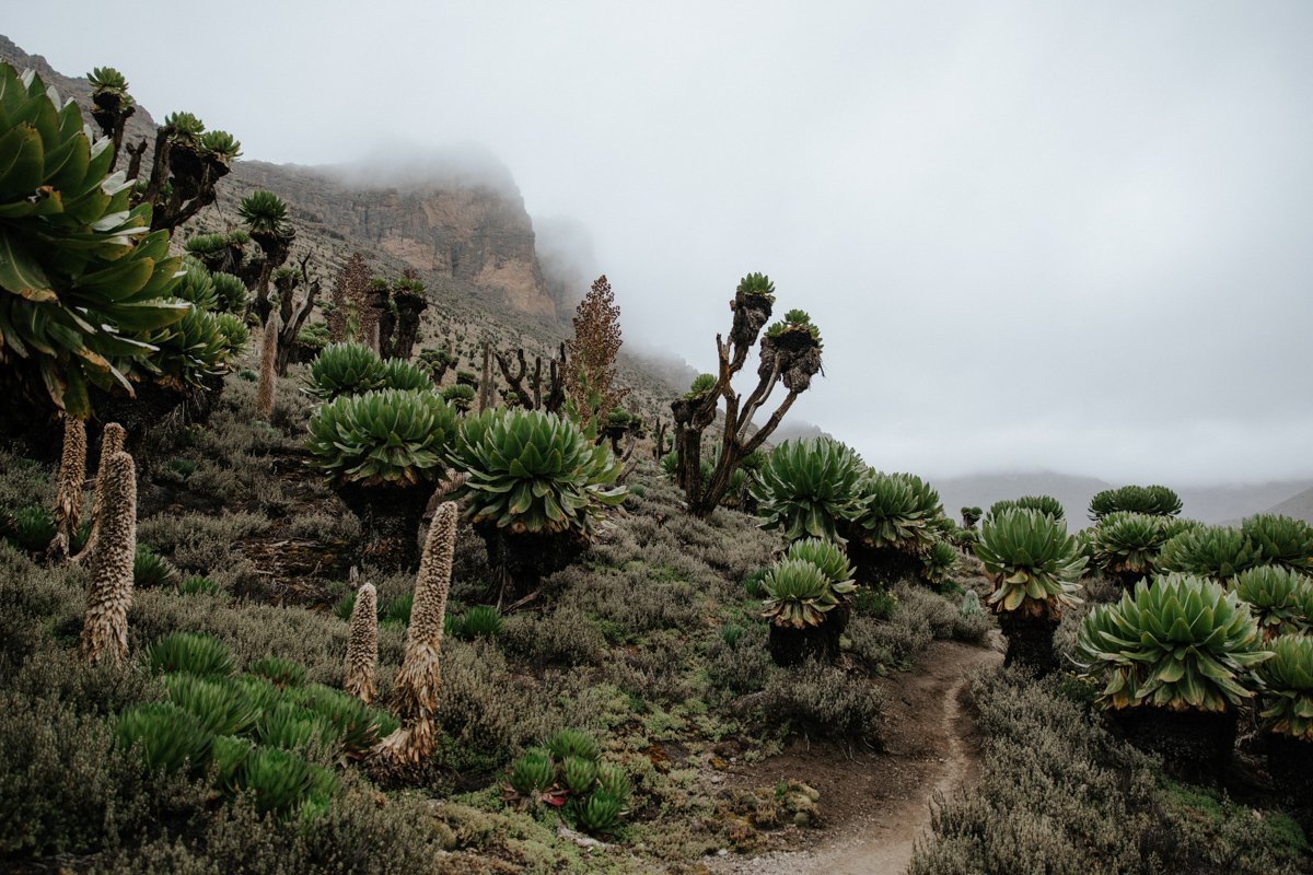 Mount Kenya Trekking_ (63 von 162).jpg