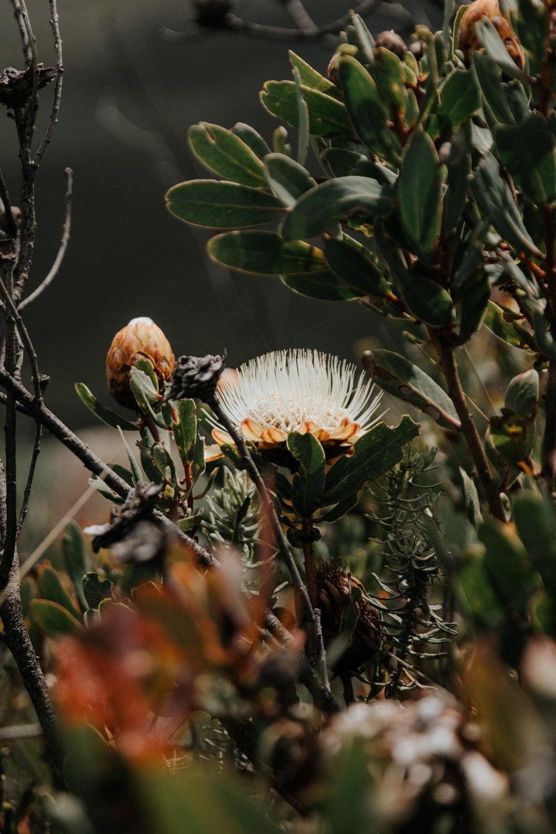 Mount Kenya Trekking_ (111 von 162).jpg