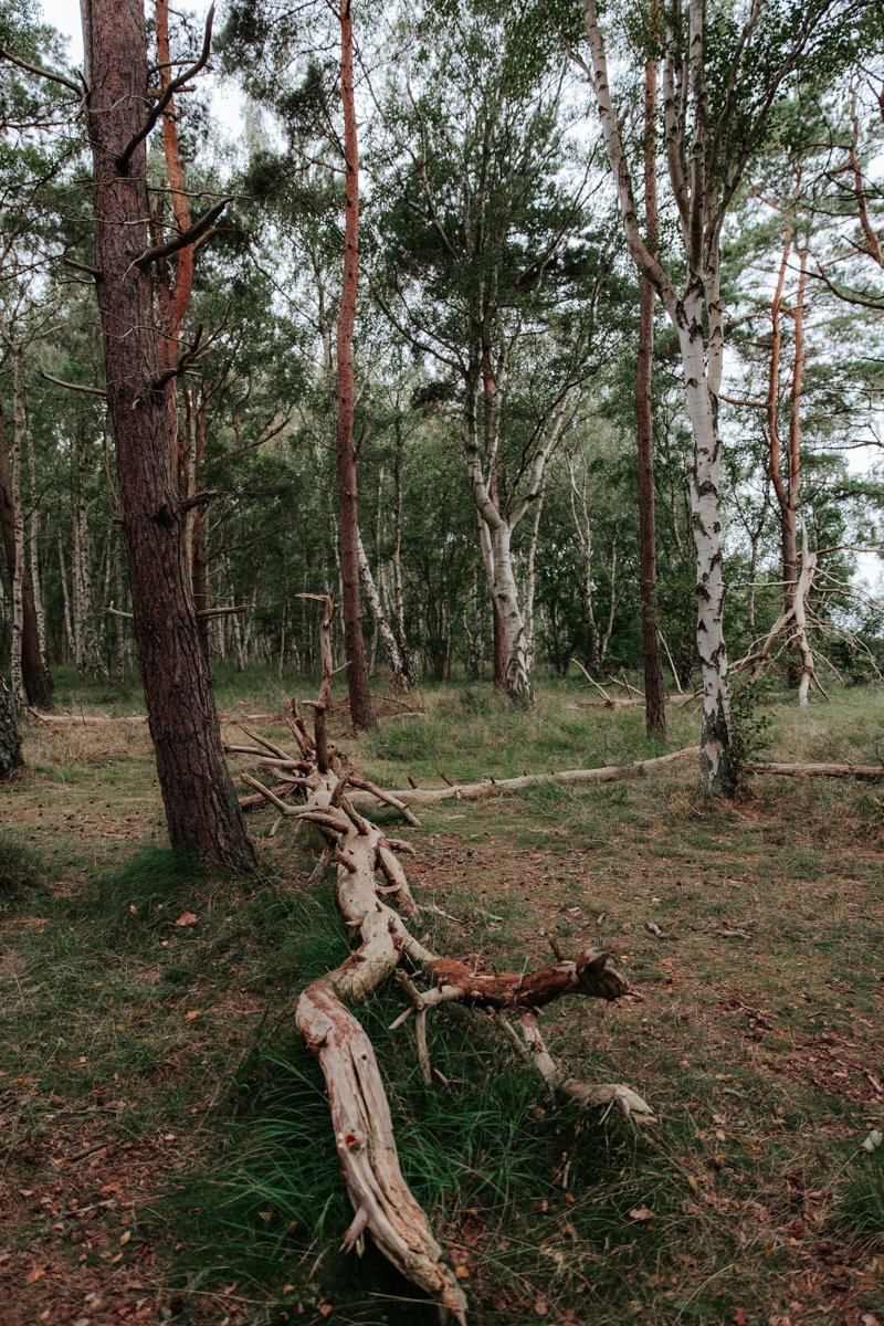 Tagesausflug nach Hiddensee (5 von 36).jpg