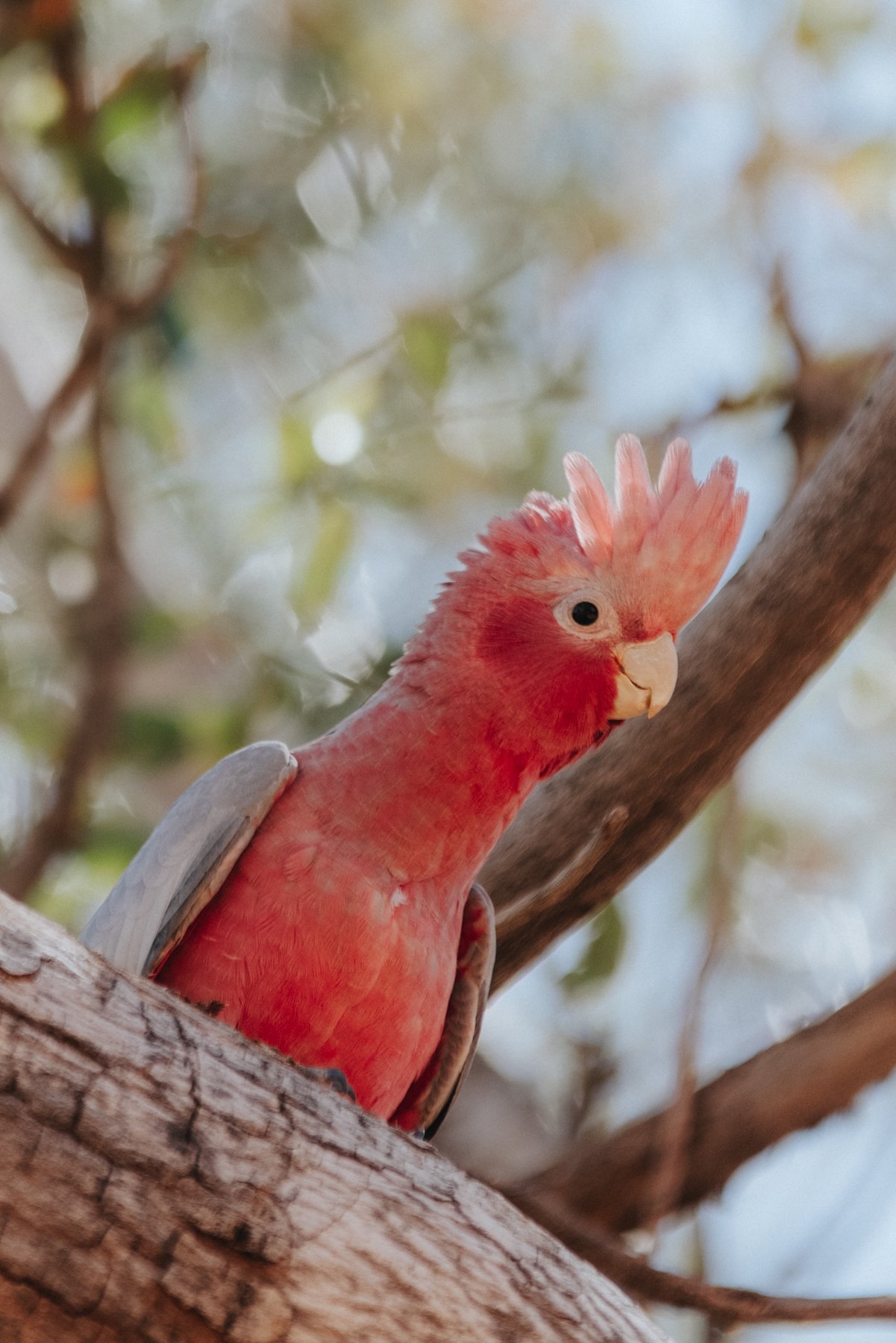 2_Darwin to Perth_Western Australia (142 von 197).jpg