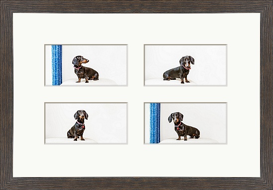 wall items pet photography brighton east sussex
